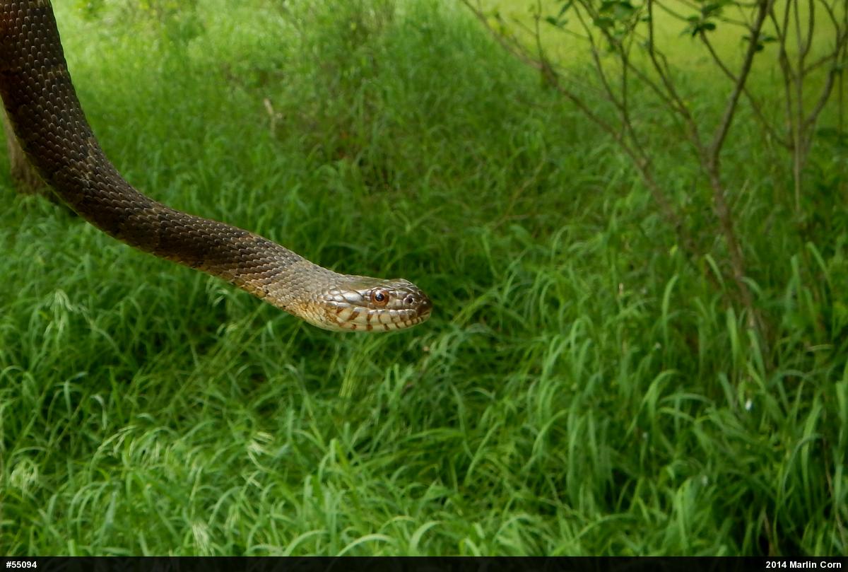 Northern Watersnake