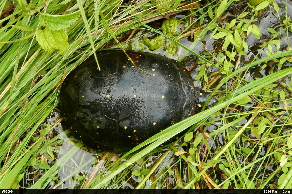 Spotted Turtle
