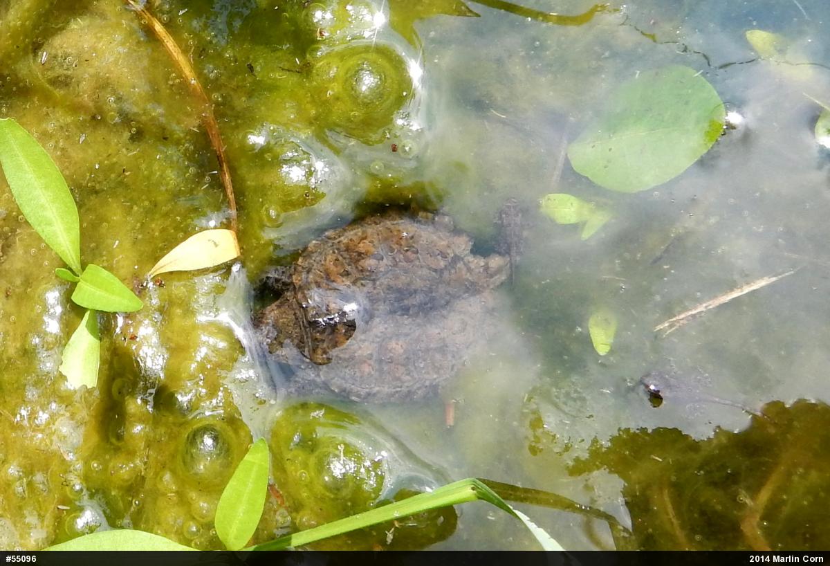 Snapping Turtle