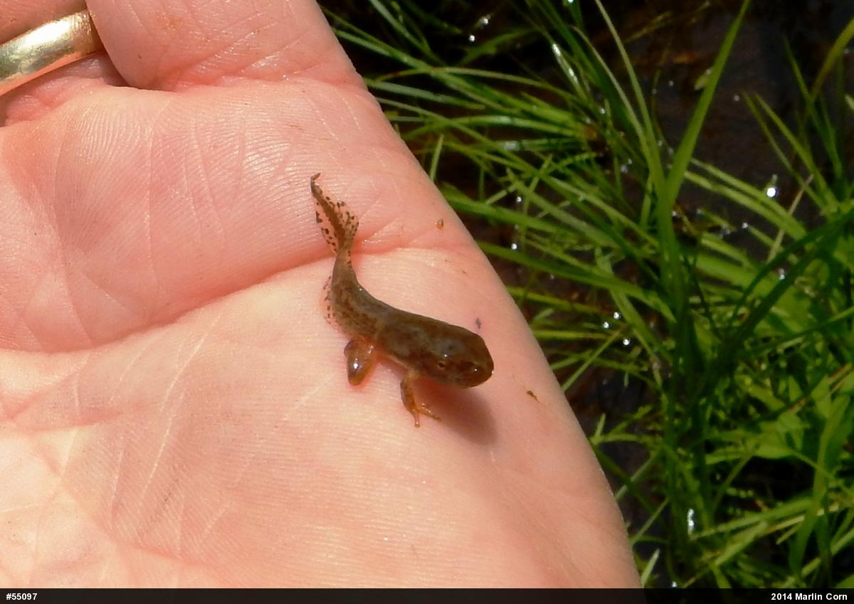 Spring Peeper