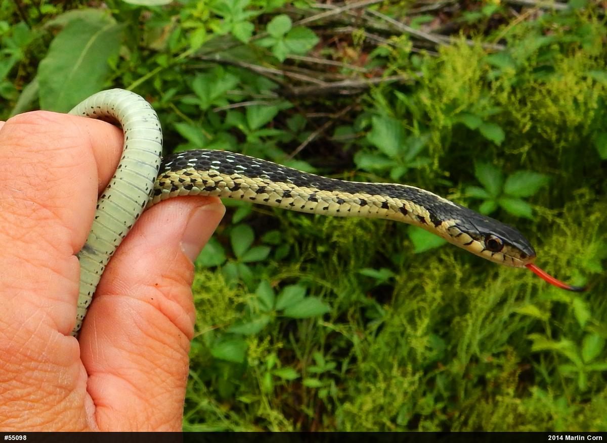 Eastern Gartersnake