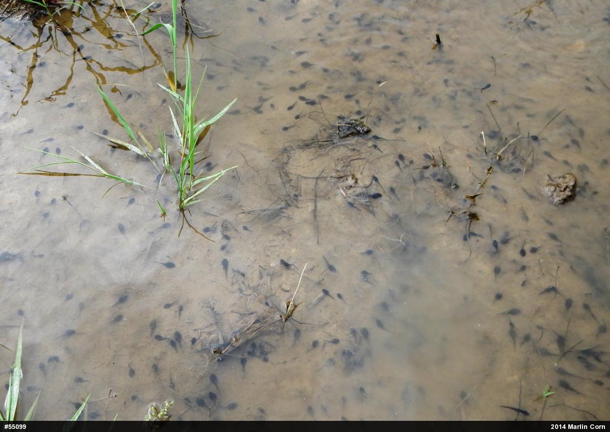 True Toads