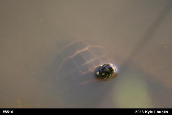 Eastern Painted Turtle
