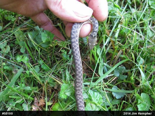 Eastern Gartersnake
