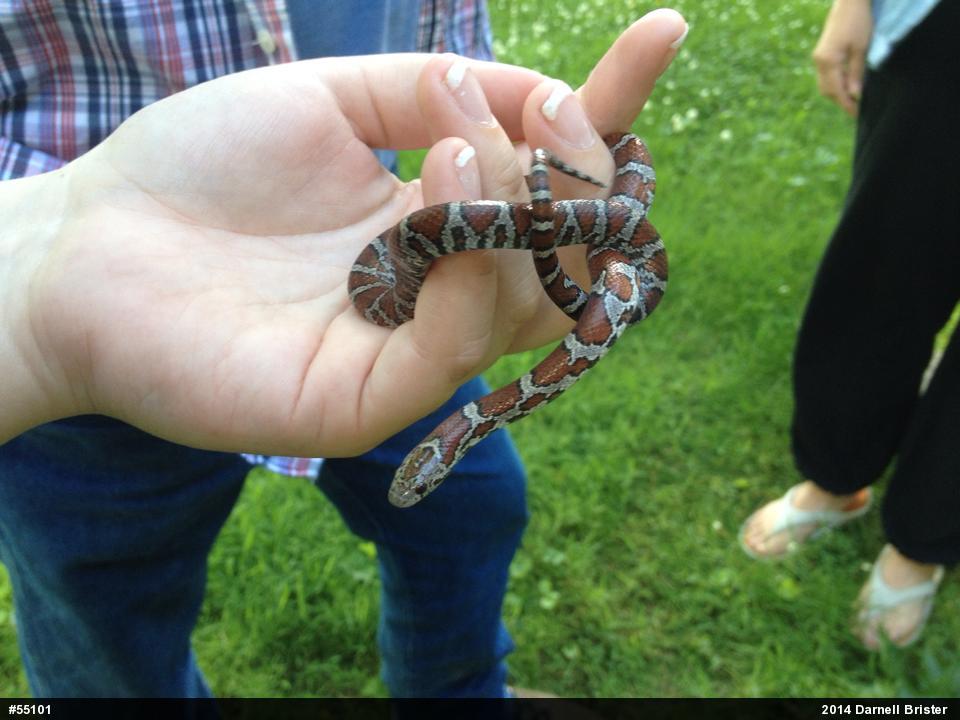 Eastern Milksnake