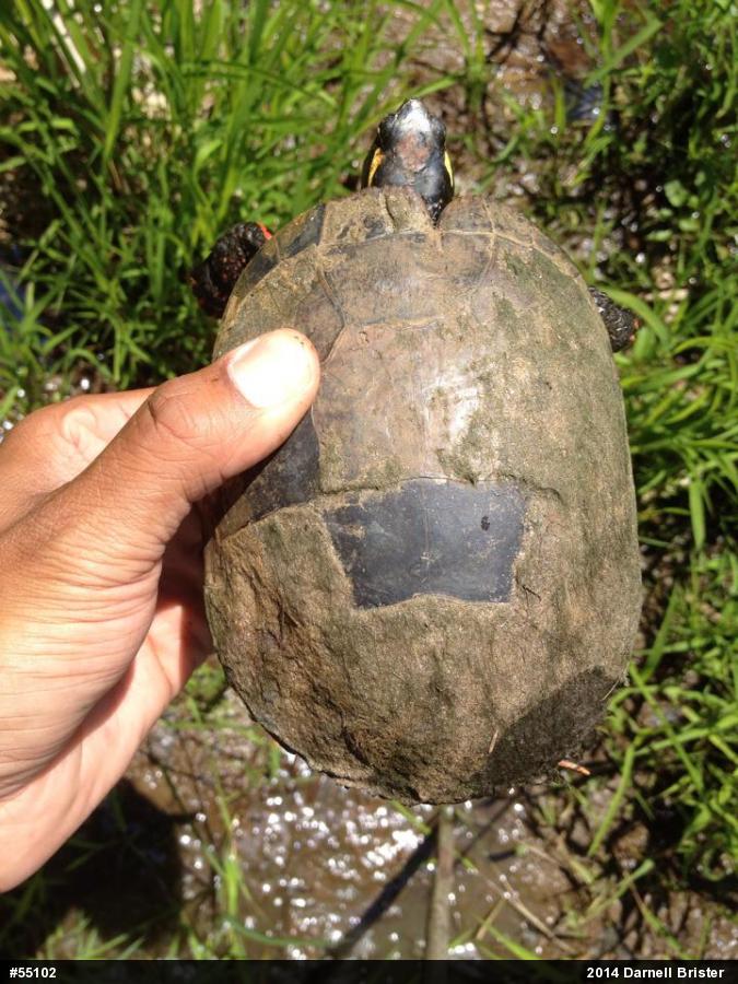 Painted Turtle