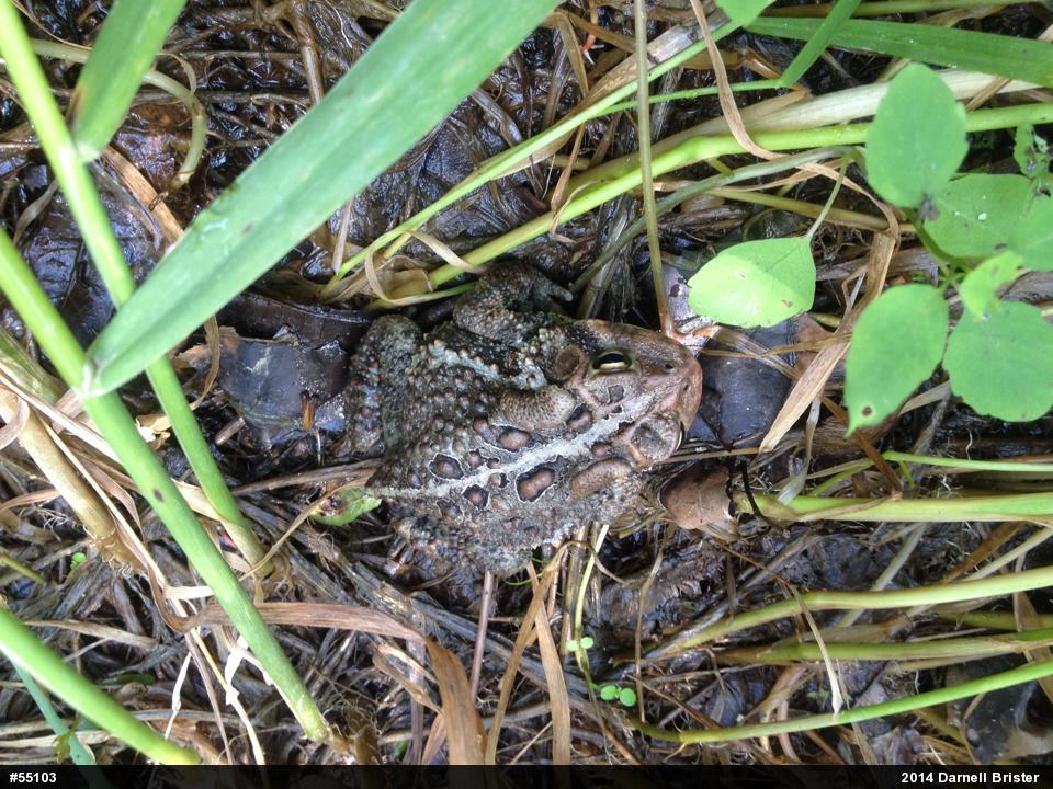Eastern American Toad