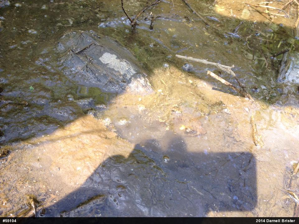 Snapping Turtle