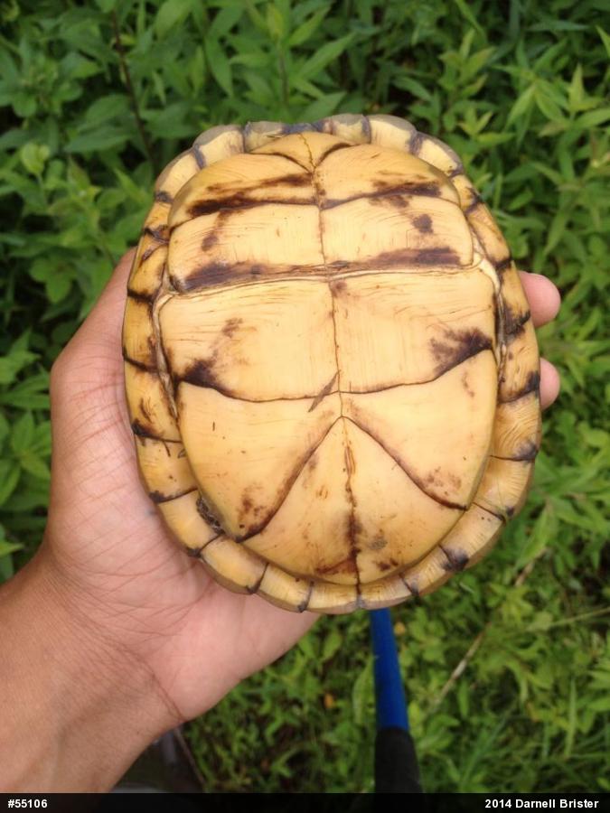 Eastern Box Turtle