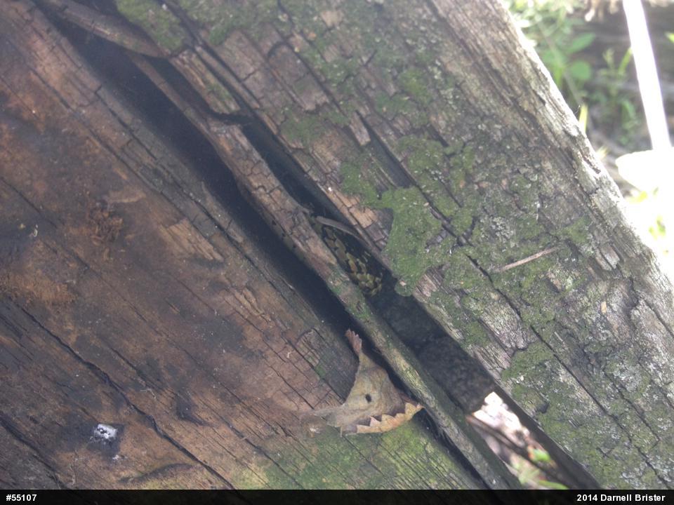 Eastern Gartersnake