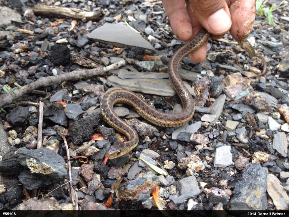 Eastern Gartersnake