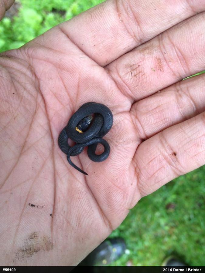 Northern Ring-necked Snake
