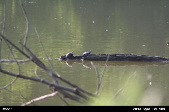 Eastern Painted Turtle