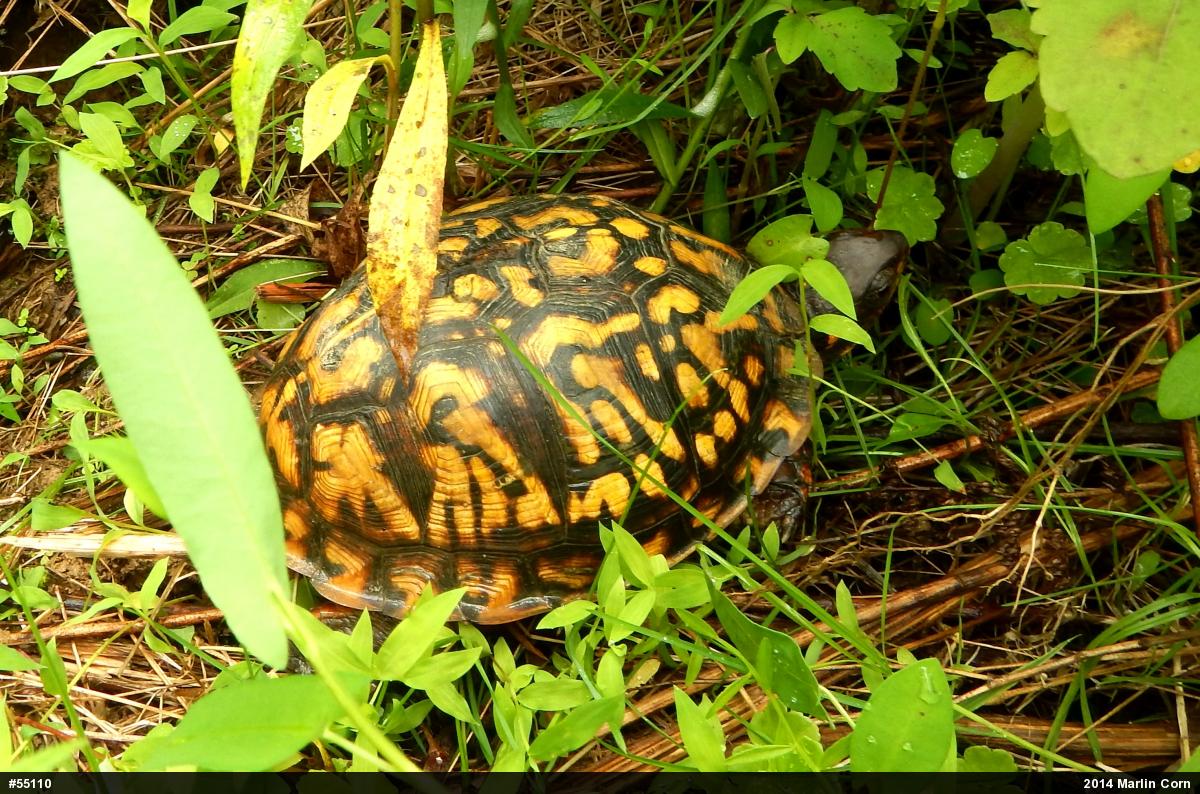 Eastern Box Turtle