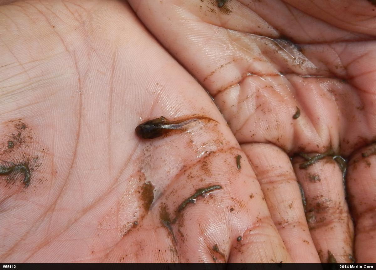 Spring Peeper