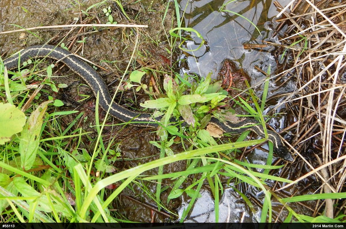Eastern Gartersnake