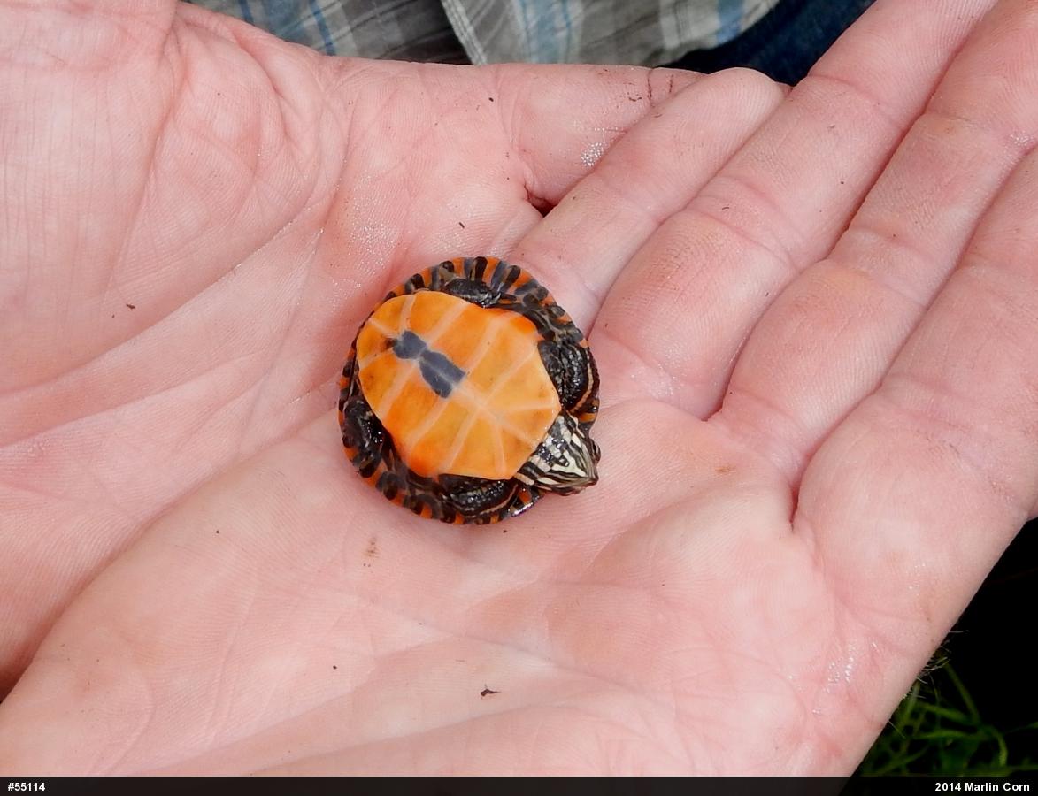 Midland Painted Turtle