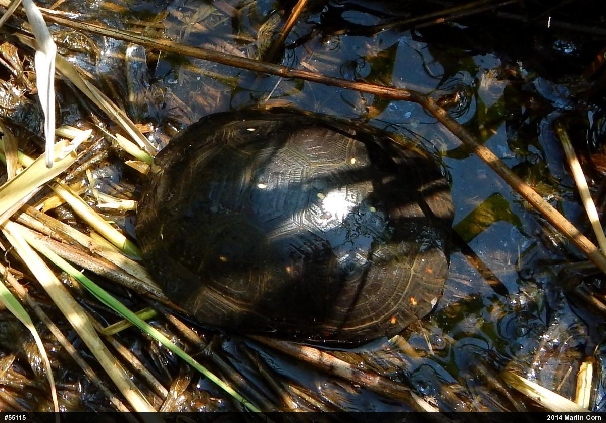 Spotted Turtle