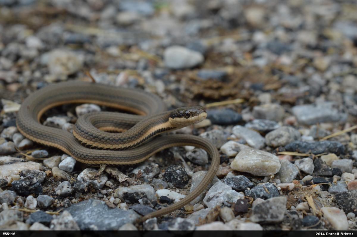 Queensnake