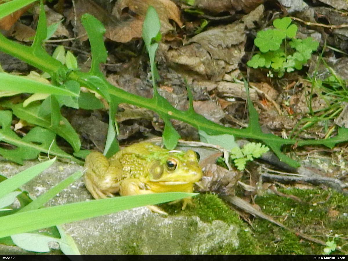 Green Frog