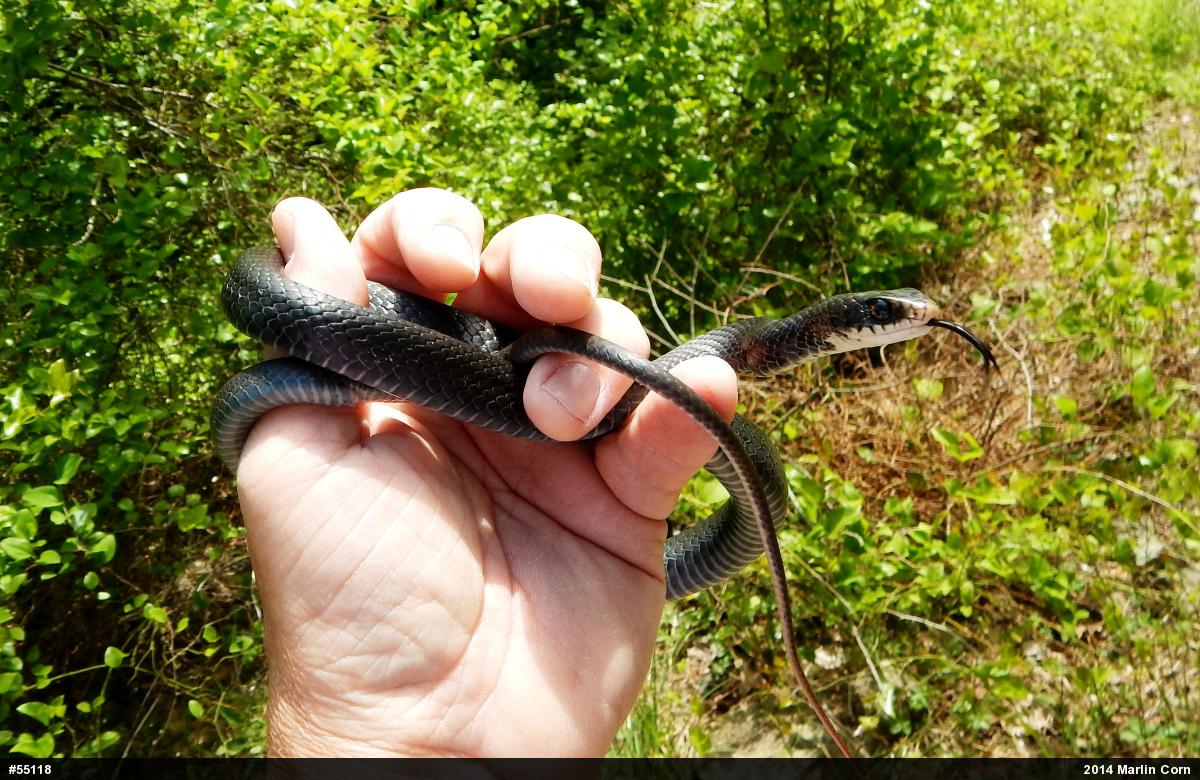 Northern Black Racer