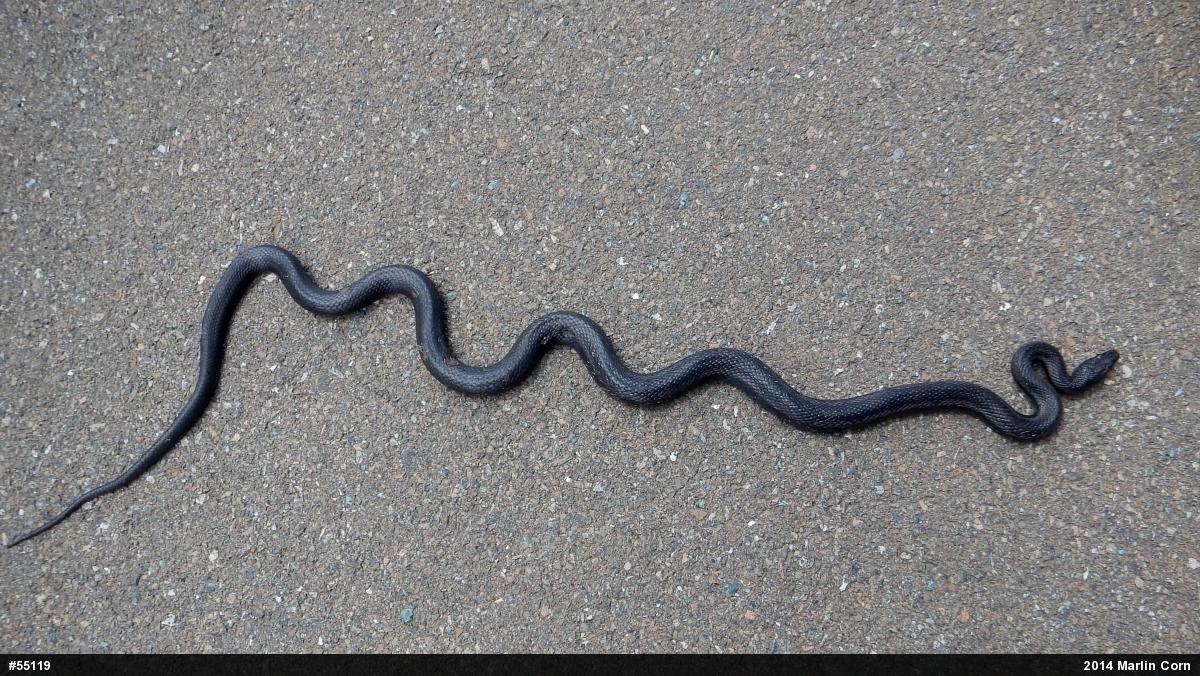 Eastern Ratsnake
