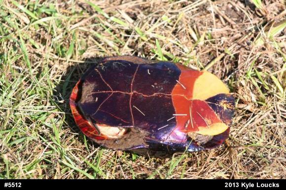 Painted Turtle