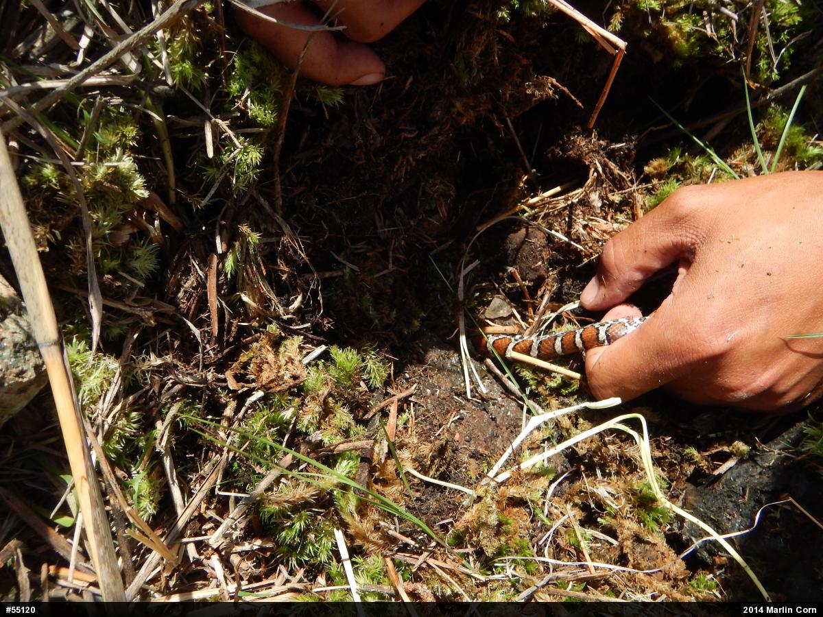 Eastern Milksnake