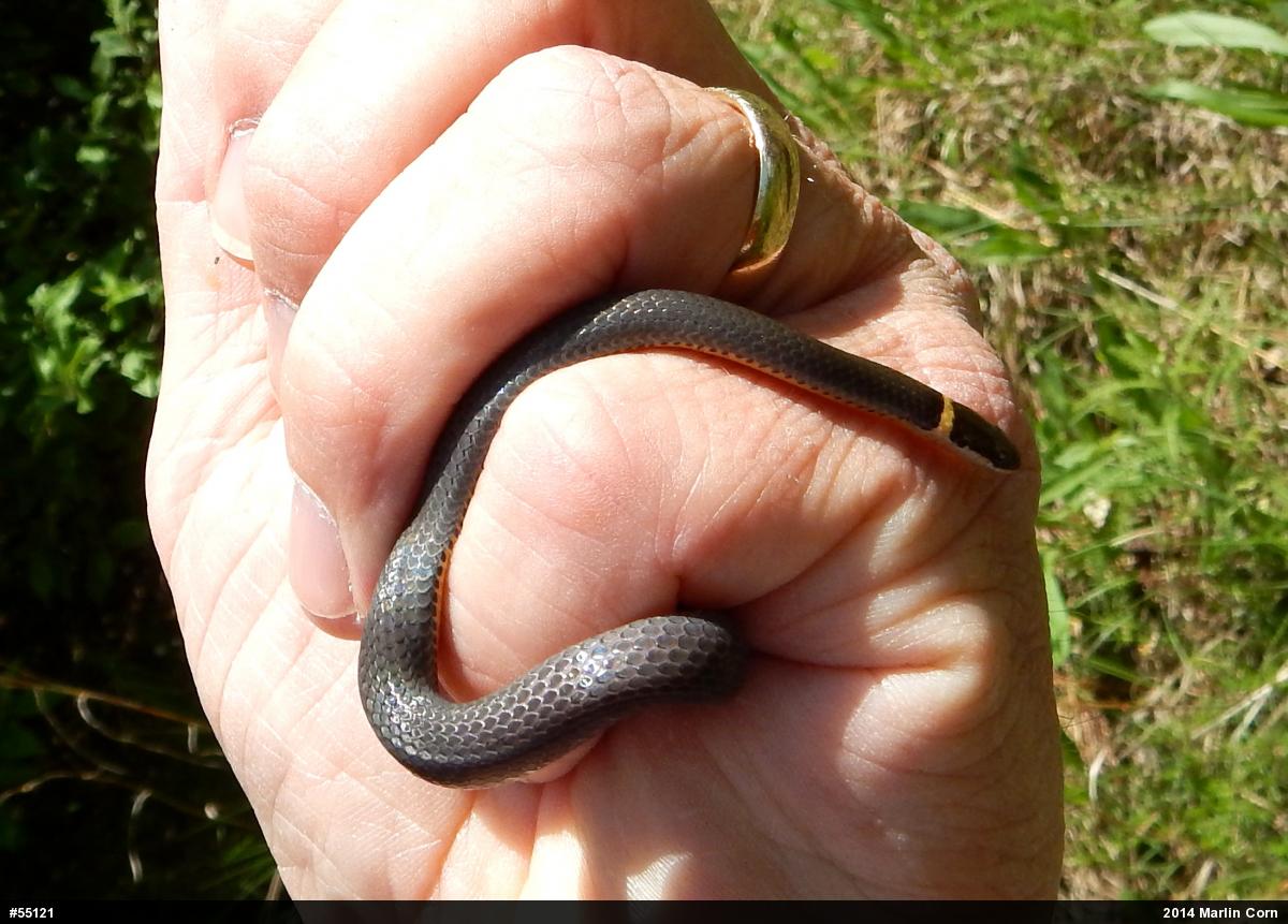 Northern Ring-necked Snake