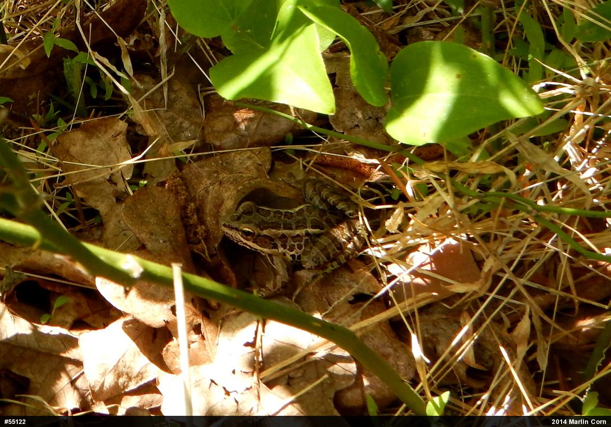 Pickerel Frog