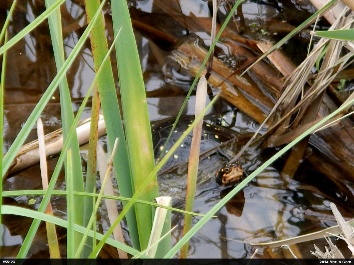 Spotted Turtle