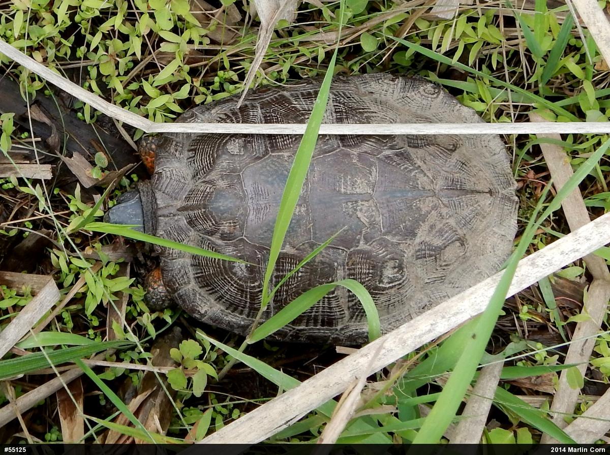 Wood Turtle