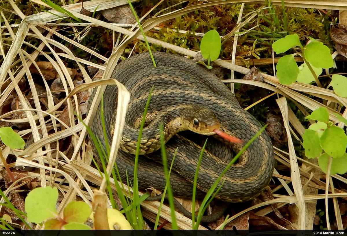 Eastern Gartersnake