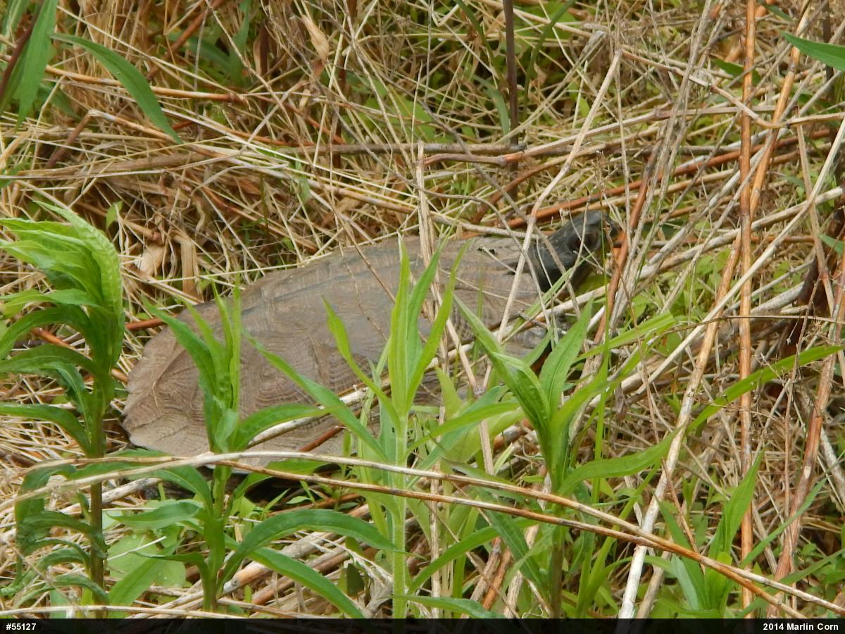 Wood Turtle