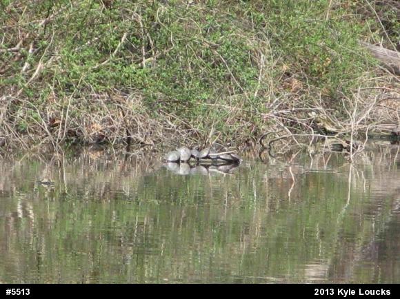 Painted Turtle