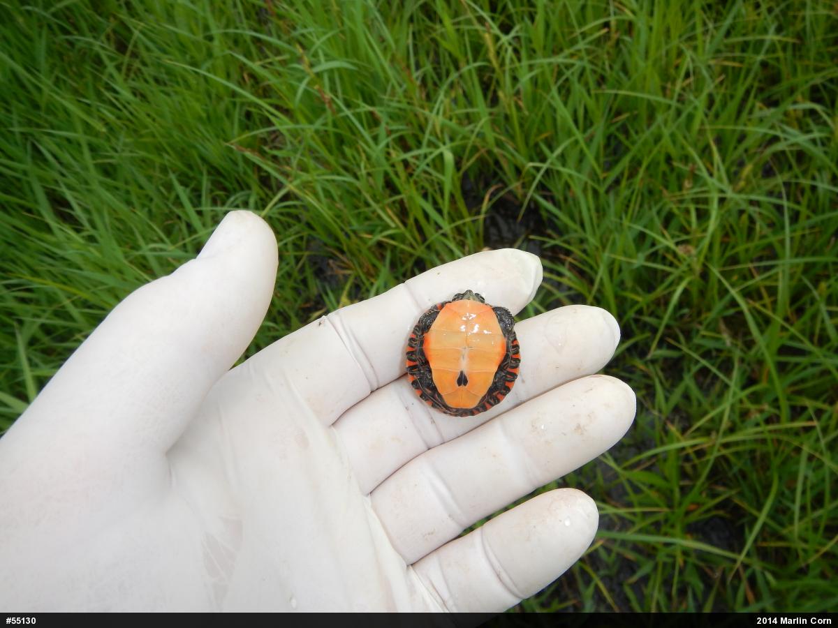 Painted Turtle