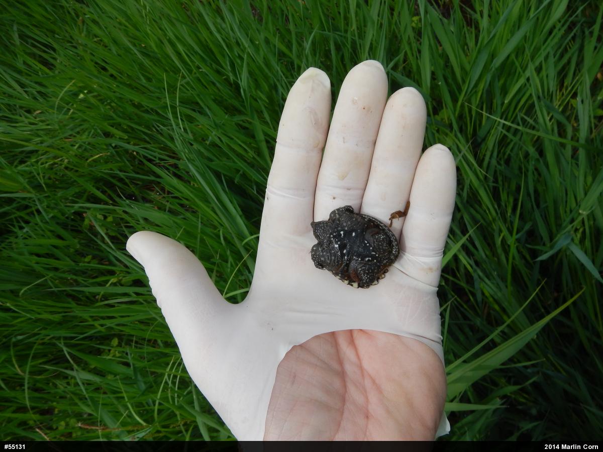 Snapping Turtle