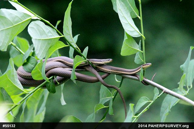 Queensnake