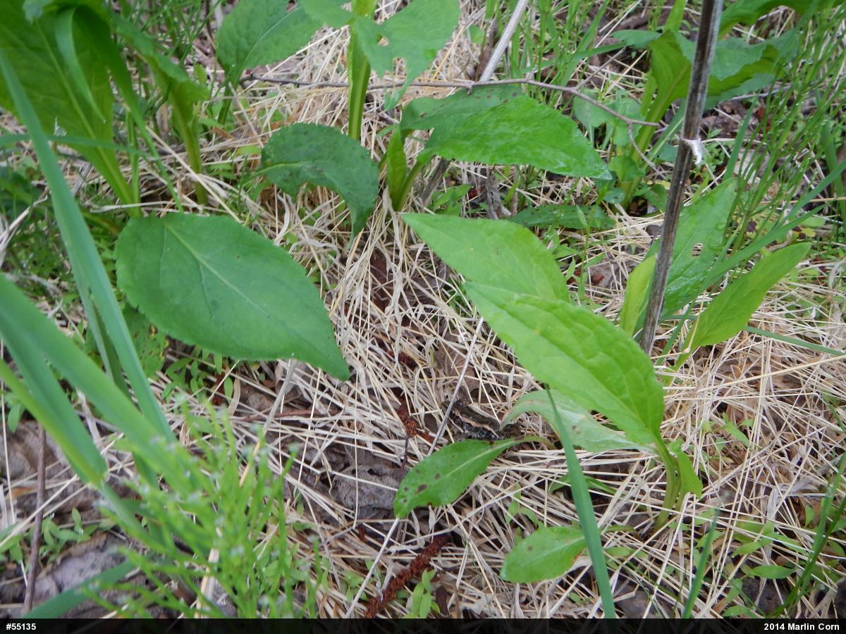 Pickerel Frog