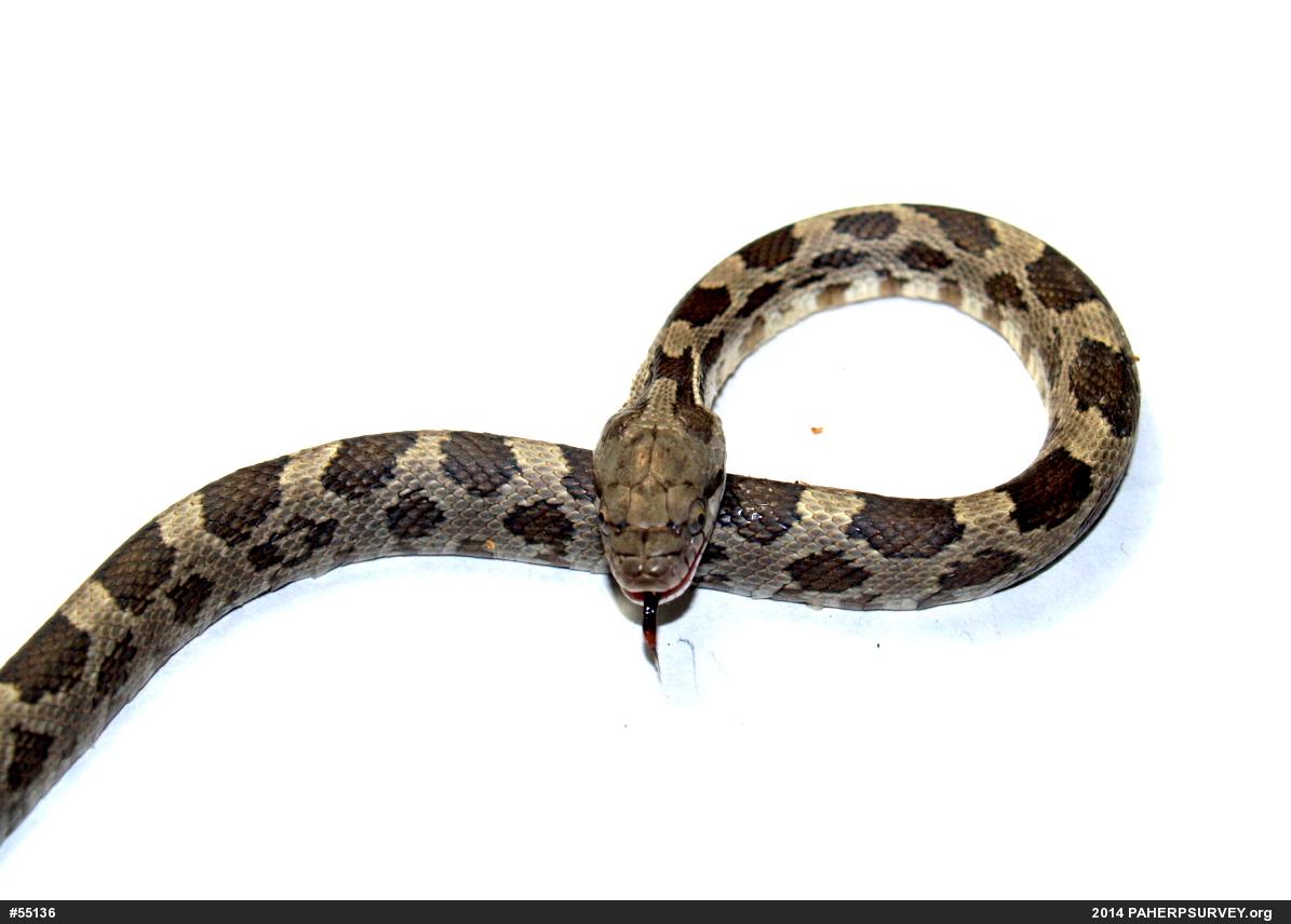 Eastern Ratsnake