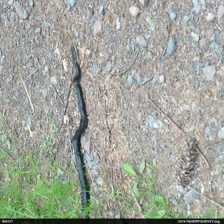 Eastern Ratsnake