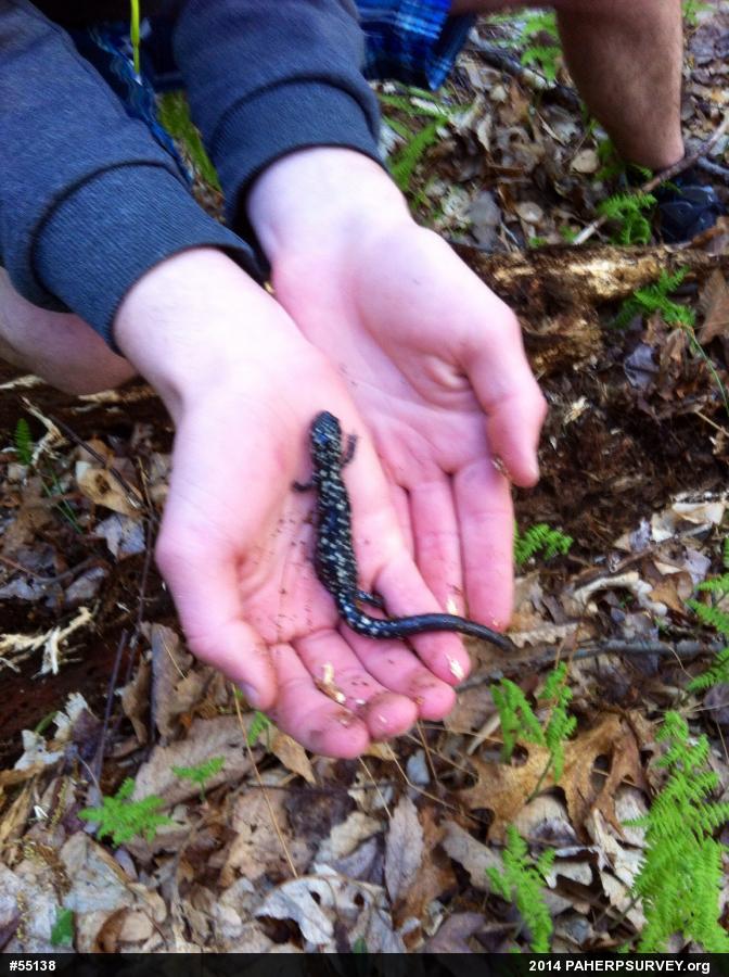 Northern Slimy Salamander