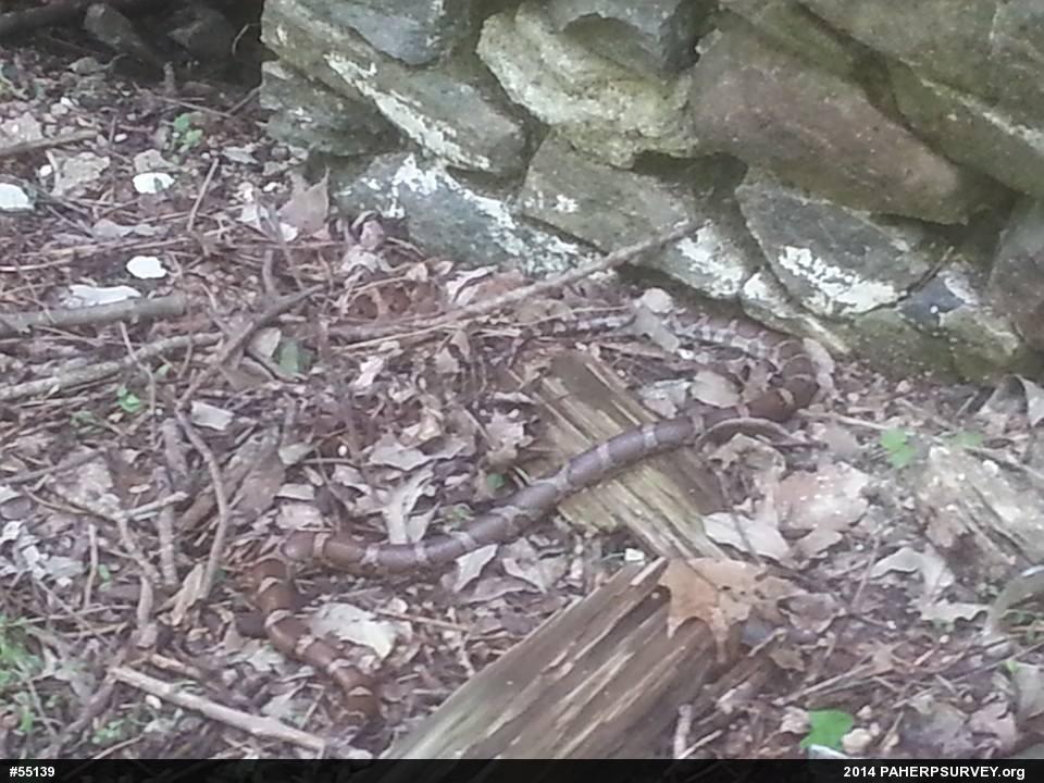 Eastern Milksnake