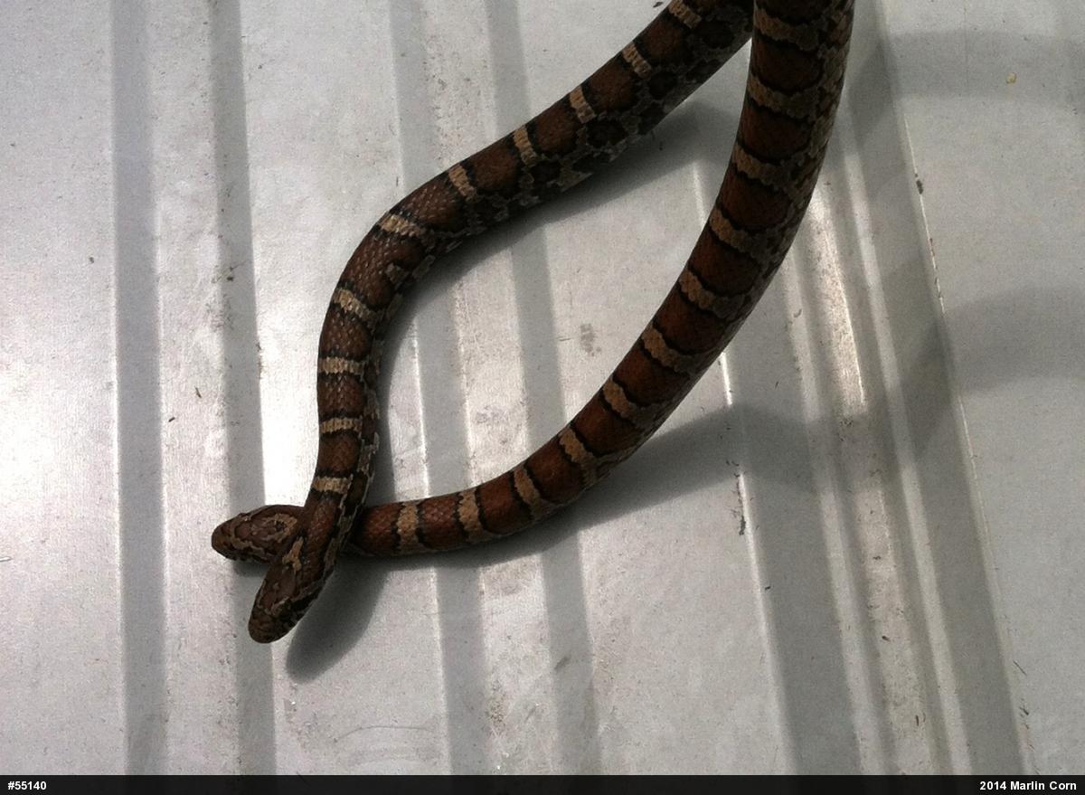 Eastern Milksnake