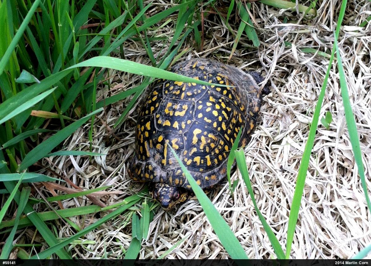 Eastern Box Turtle