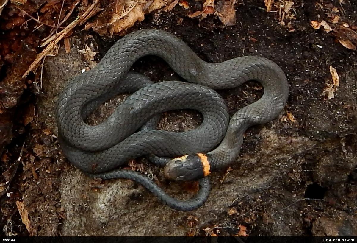 Northern Ring-necked Snake