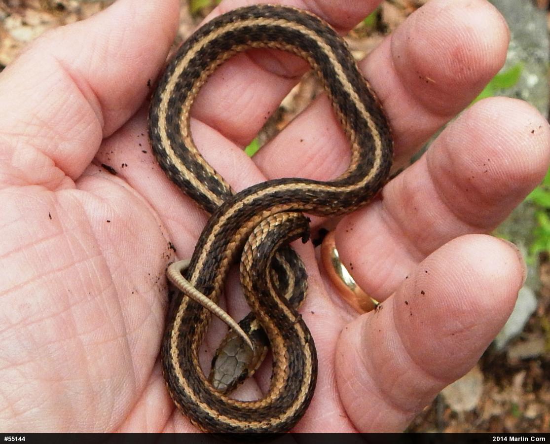 Eastern Gartersnake