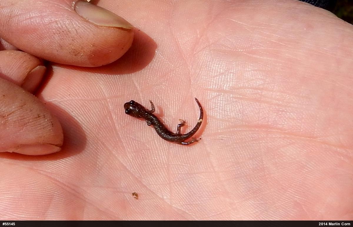 Northern Slimy Salamander