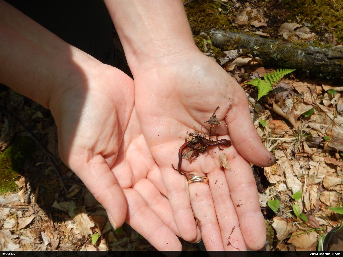 Eastern Red-backed  Salamander
