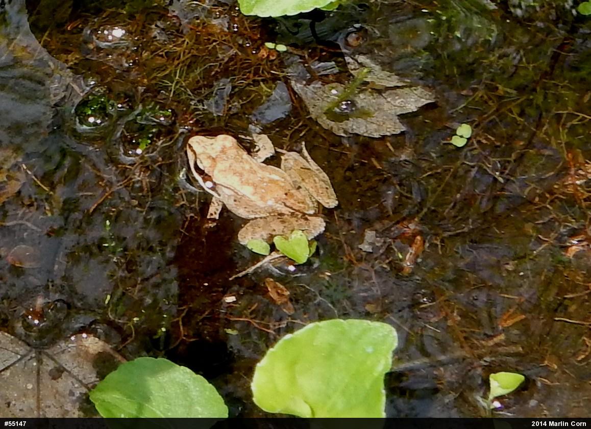 Wood Frog